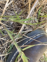 Decapoda