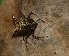 Micrathena fissispina