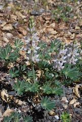 Lupinus microcarpus microcarpus