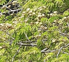 Pseudosamanea guachapele