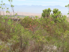Leucospermum calligerum