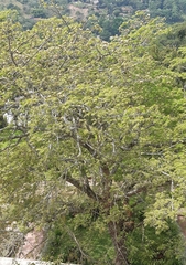 Pseudosamanea guachapele