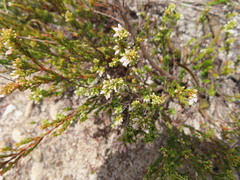 Erica leucantha