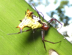 Micrathena fissispina