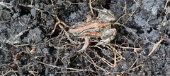 Cacosternum boettgeri
