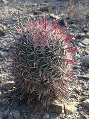 Ferocactus recurvus