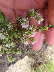 Erica leucantha