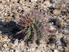 Ferocactus recurvus
