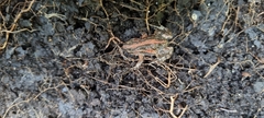 Cacosternum boettgeri