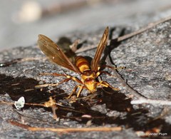 Polistes carnifex carnifex