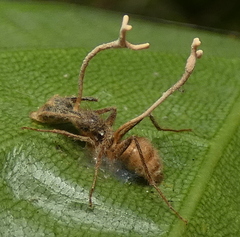 Ophiocordyceps