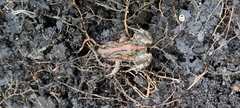 Cacosternum boettgeri