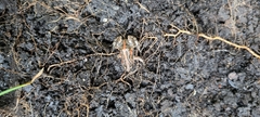 Cacosternum boettgeri