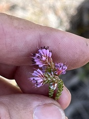 Erica labialis