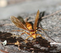 Polistes carnifex carnifex