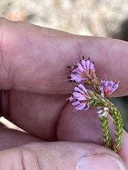 Erica labialis
