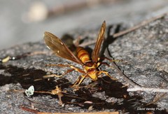Polistes carnifex carnifex