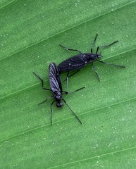 Penthetria heteroptera