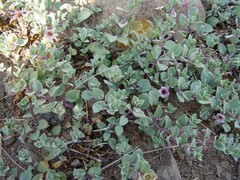 Melosperma andicola