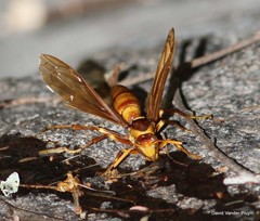 Polistes carnifex carnifex
