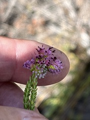 Erica labialis