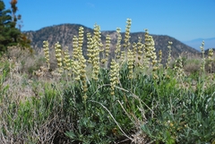 Lupinus peirsonii