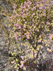 Erica labialis