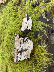 Hyphodontia arguta
