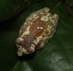 Dendropsophus elegans