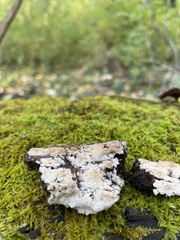 Hyphodontia arguta