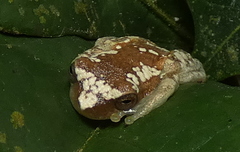 Dendropsophus elegans