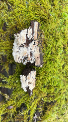 Hyphodontia arguta