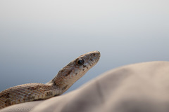Pantherophis bairdi