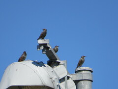 Sturnus vulgaris