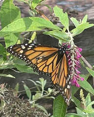 Danaus plexippus