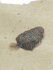 Trinectes maculatus