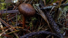 Chroogomphus vinicolor