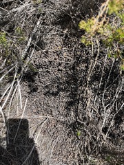 Raphicerus melanotis