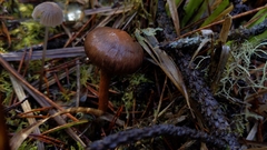 Chroogomphus vinicolor