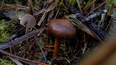 Chroogomphus vinicolor