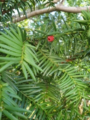 Taxaceae