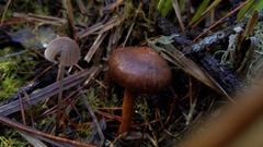 Chroogomphus vinicolor