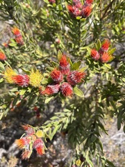 Leucospermum oleifolium