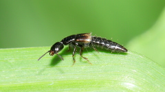 Xantholininae