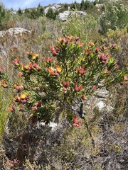 Leucospermum oleifolium