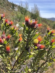 Leucospermum oleifolium