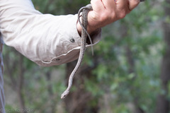 Pantherophis bairdi