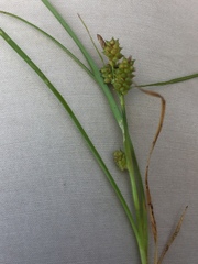Carex viridula