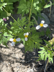 Coreocarpus parthenioides parthenioides