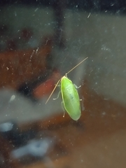 Panchlora